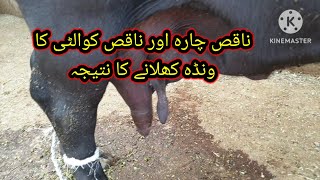 chronic mastitis|mamatitis|خراب تھن کا علاج| dr imran khan.