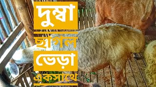 দুম্বা আমাদের খামারের Dumba in our farm