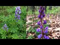 hor 204 lupinus perennis