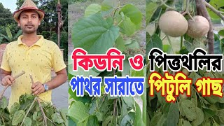 পিটুলি গাছ | পিটুলি | পিটুলি ফল | কিডনি ও পিত্তথলির পাথর সারাতে পিটুলি গাছ | মেন্ডা পাতা | ভেটুল গাছ