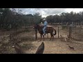 operating a gate from the back of your mule.