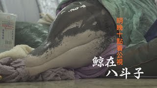 【節目預告#鯨在八斗子│導演訪談 就在明晚11/9(一)十點│公視我們的島】