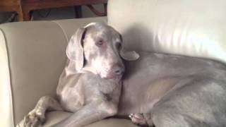 Sleepy Faithy Weimaraner