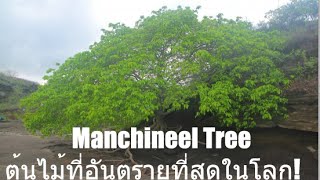 Manchinee ต้นไม้ที่อันตรายที่สุดในโลก!