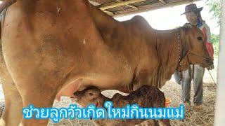 ช่วยลูกวัวเกิดใหม่กินนมแม่