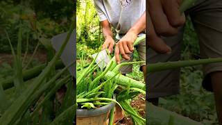 Aloe vera drink | summer spacial | healthy drink 😋🥂