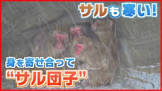 【サルも寒い！】寒さしのぐ〝サル団子”　身を寄せ合ってモコモコと　今シーズン最強寒波の新潟で