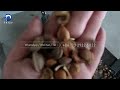 apricot nut cracker machine for shelling almond hazelnut shelling machine for sale