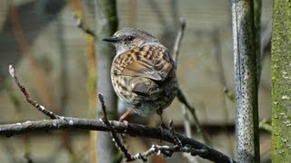 Heggenmus - Dunnock - Prunella modularis - in de tuin.