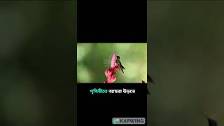 #ডাইনোসর #পাখি #রহস্য #প্রাচীন #বিবর্তন