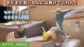 【まだまだ若いもんには負けてられん！】セキセイインコ・そらちゃん特集　　　#セキセイインコ　#オカメインコ　#コザクラインコ