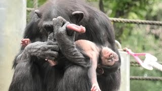 My mommy takes good care of me! by Shijimi　お母さんはいつもめんどうをみてくれるの！しじみ　Chimpanzee  Tama Zoological Park