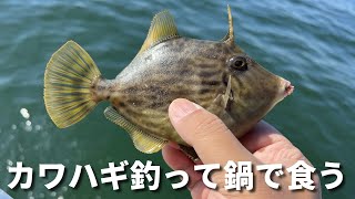 【カワハギ釣り】カワハギが好調らしいので釣って鍋にして食います【南港海釣り公園】