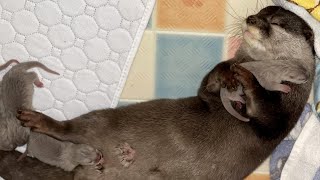 【緊急事態発生!!】カワウソゆきの出産 Otter Yuki gave birth【EMERGENCY!!】