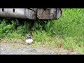 killdeer with their newly hatched chicks on governors island