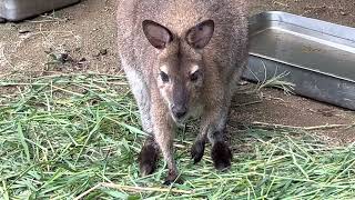 #動物　#ベネットアカクビワラビー　#Bennett’s Wallaby    #埼玉県こども動物自然公園　2022. 8.20