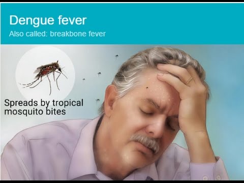 How to EASILY Prevent and Cure Dengue or Chikungunya (mosquito-borne disease) fever How to EASILY Prevent and Cure Dengue or Chikungunya (mosquito-borne disease) fever