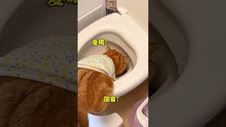 你以为的VS猫眼中的 #宠物知识 #猫眼中的世界 #猫咪行为学