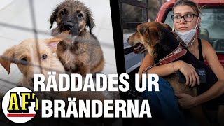 Varning för starka bilder – här räddas Rhodos hundar