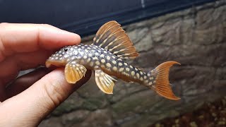 L14 Scobiancistrus aureatus, Sunshine Pleco, Rio Xingu