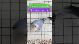 African Lovebirds.  Blue - Blue violet opaline - Blue opaline [Agapornis roseicollis]