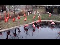 Flamingos Screaming at the Zoo