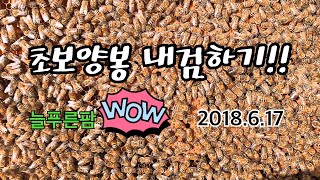 초보양봉/벌통내검 해서 여왕벌을 찾아볼까요? [늘푸른팜] beekeeper