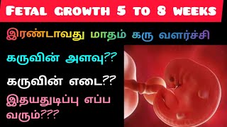 கரு வளர்ச்சி இரண்டாவது மாதம் | fetal growth 5 to 8 weeks | Baby growth during pregnancy in Tamil