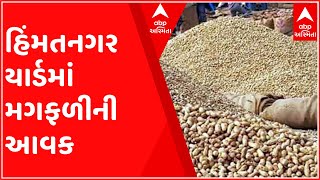 સાબરકાંઠાઃ હિંમતનગર યાર્ડમાં થઈ મગફળીની મબલક આવક, દરરોજ કેટલી બોરીની થાય છે આવક?