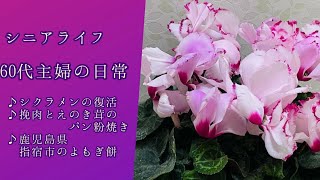 シニアライフ・60代主婦の日常・シクラメンの復活・挽肉とえのき茸のパン粉焼き・鹿児島県指宿市のよもぎ餅