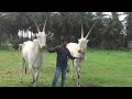 classical hallikar ox pair of farmer ravi bellur cross near adichuchangiri nagamangala taluk