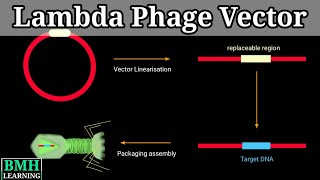 Lambda Phage Vector | Gene Cloning Using Lambda Phage Vector | lambda Cloning Vector |