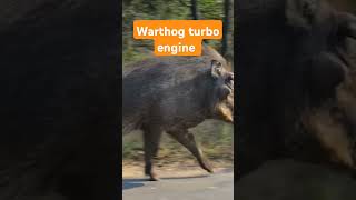 Warthog turbo engine vs lion the speed it has is crazy