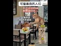 平凡且伟大 可爱且善良#感人 #故事 #貓  #memes  #tiktok  #shorts   #funny #new #meme #youtubeshorts