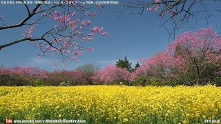 広島の風景2016春 花見 「世羅町花巡り1/2」 ラ・スカイファームの菊桃 04.16 Scenery of Hiroshima Spring,Kikumomo