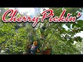 Cherry Pickin'