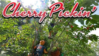 Cherry Pickin'