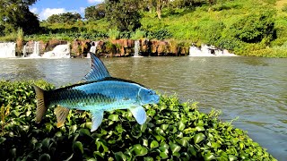 We Got New Species Down River | Labeo | A big Barb