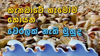 කැනඩාවේ හැමෝම හොයන වෙරළක් නැති මුහුද | Sea without a beach 🌊🌊🌊 | Travel Vlog 3 - Ripley's Aquarium