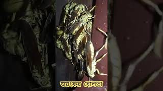 এরা আক্রান্ত হলে আপনাকে বিষাক্ত হুল ফুটিয়ে আক্রমণ করে.#shorts