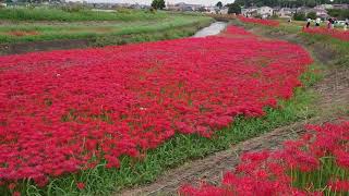 矢勝川の彼岸花