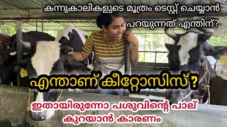 KETOSIS/ പശുവിന്റെ മൂത്രം പരിശോധിക്കൂ എന്ന് ഡോക്ടർ പറയുന്നത്  എന്തിന് /BIG LOSS FOR DAIRY FARMERS😱