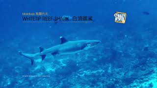 Whitetip Reef Shark @ Maldives 白頂礁鯊@馬爾代夫