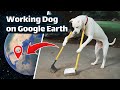 Strange Working Dog 🐶 on Google Earth 🌎 and Google Maps #googleearth #googlemaps #workingdog