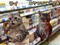 タイミーバイトの日常 スーパーの品出し編 猫ミーム 猫マニ 猫ミーム日常 タイミー