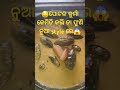 🤤ପୋଟଳ କୁର୍ମା କେମିତି କଲି ତା ଫୁଣି ନୁଆ style ରେ ytshorts viral odia cooking jayjagannath🙏 studio😱