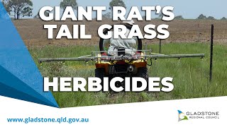 Giant Rat's Tail Grass | Herbicides