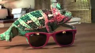 Super Chameleon - Ray Ban sunglasses YouTube.