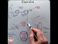 clonidine mechanism of action