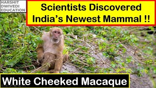 White Cheeked Macaque - Scientists Discovered India's Newest Mammal #upsc #ecology #environment